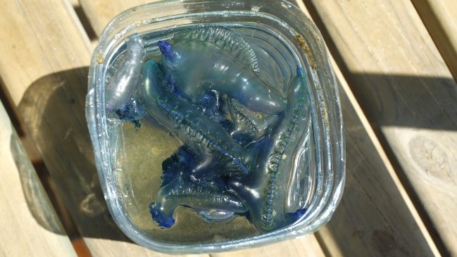 Autoridad sanitaria confirmó hallazgo de fragata portuguesa en el Biobío