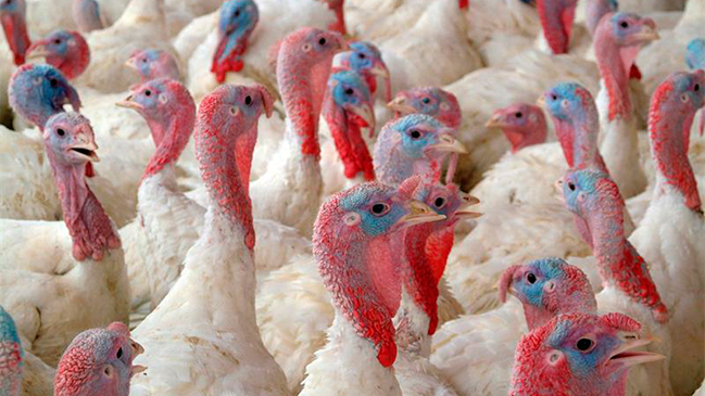 OMS en alerta máxima ante rápida propagación de la gripe aviar en el mundo