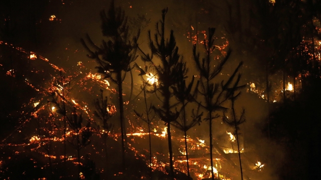 Lanzan campaña para suspender Festival de Viña por incendios