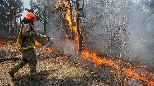 CGE rechazó formalización de gerente por incendio forestal