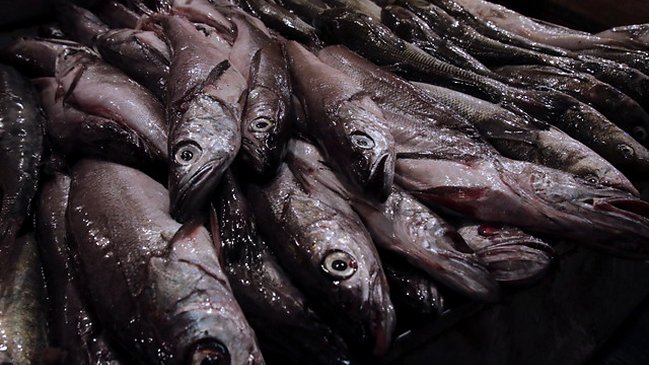Estudio alerta sobre la paulatina desaparición de la merluza y el congrio en Chile