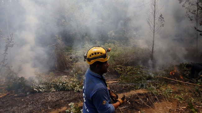 Incendios: Gobierno considera reforestación con bosque nativo