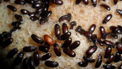 La advertencia contra la terapia con gorgojos para combatir el cáncer