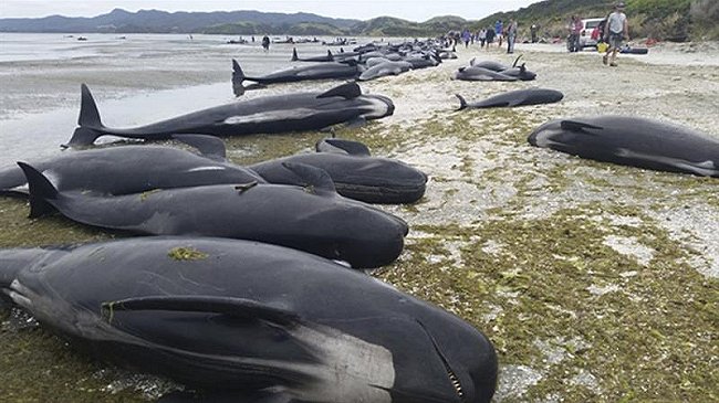 Nueva Zelanda: Temen la explosión de 300 cadáveres de ballenas
