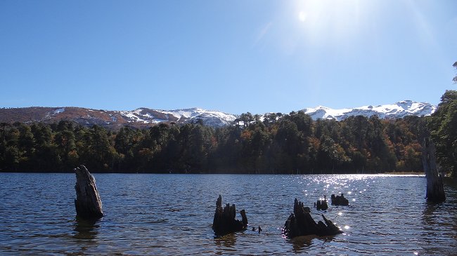 Conaf se querellará contra jóvenes que prendieron fuego en el Parque Nacional Conguillío