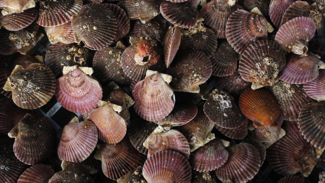 Provincia de Chiloé no posee zonas afectadas por marea roja