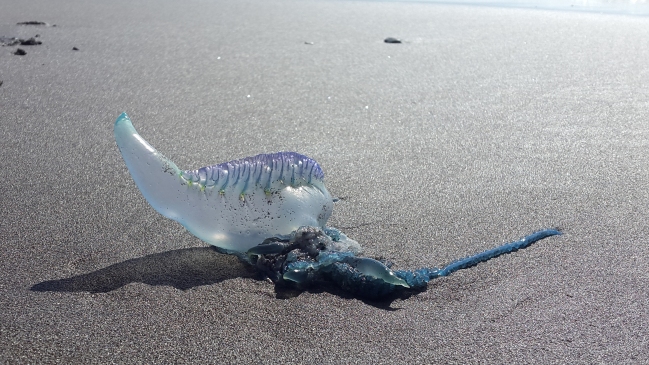 Armada advirtió presencia de fragata portuguesa en playas de Viña del Mar