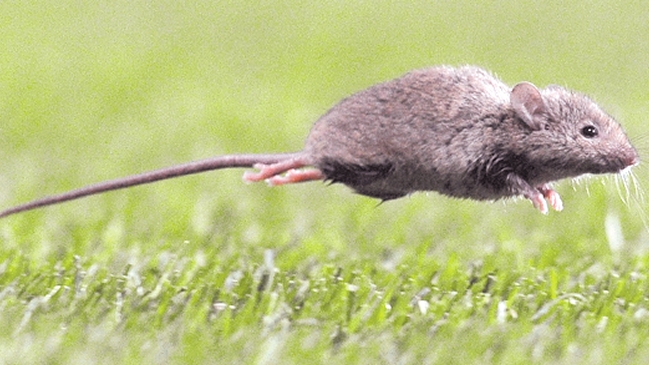 ISP confirmó caso de virus hanta en la Región de Valparaíso