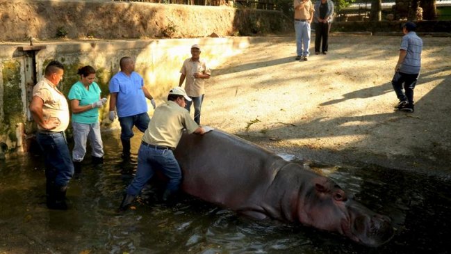 Vuelco en caso de hipopótamo 