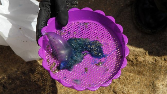 Levantan prohibición de baño por fragata portuguesa en Viña del Mar y Valparaíso