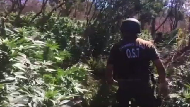 Incautan 1.500 millones de pesos en marihuana desde una plantación en Petorca
