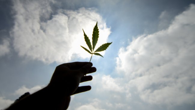 Si se legaliza, Fruna elaborará productos con marihuana