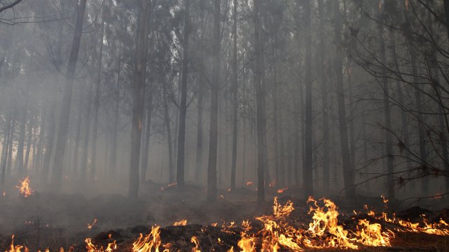 Cinco comunas de la Región de Valparaíso en alerta roja por incendios forestales