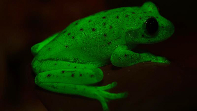 Descubren primer anfibio fluorescente conocido en la Tierra
