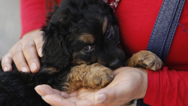 En España ya no se puede amputar la cola a los perros por motivos estéticos