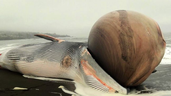 Ballena varada con gran protuberancia causa expectación en Pelluhue