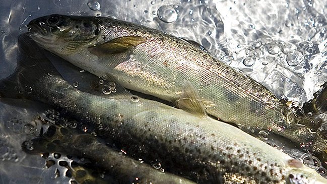 Eventual llegada de la salmonicultura al Biobío divide a la región