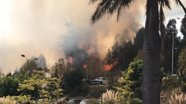 Controlan incendio forestal en Viña del Mar y bajan alerta roja