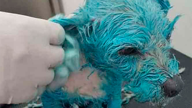 La brutal y mortal agresión contra una perrita que indigna a México