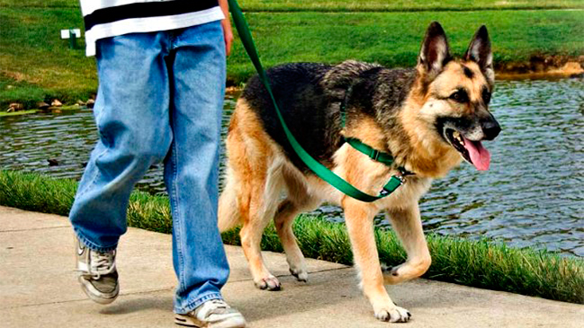Padre mató a su hijo en una discusión por sacar a pasear al perro