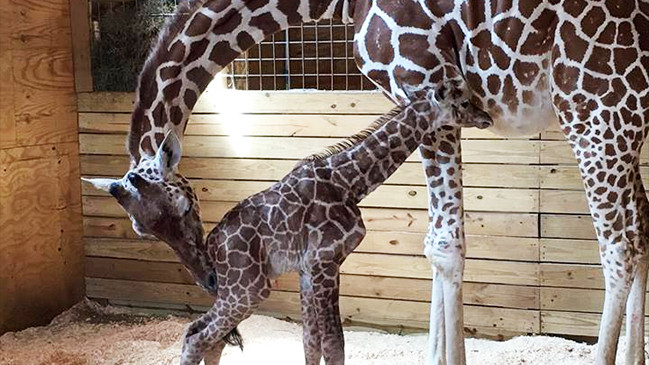 Un millón de personas vieron en vivo el parto de la jirafa April por internet