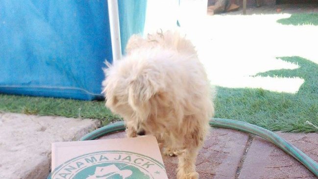 Dueño encontró descuartizada a su mascota en la puerta de su casa