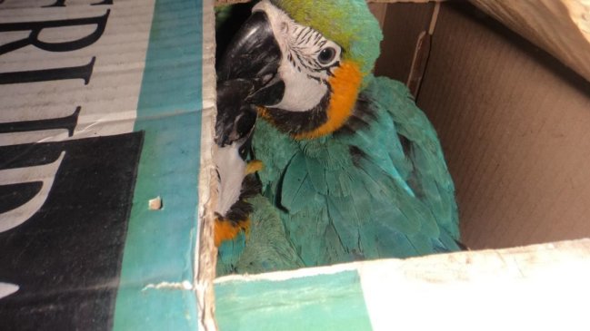 Aduanas rescató a 12 aves exóticas tras inspeccionar la cabina de un camión