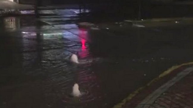 Vecinos de Puente Alto denunciaron masiva fuga de agua desde intersección de la comuna