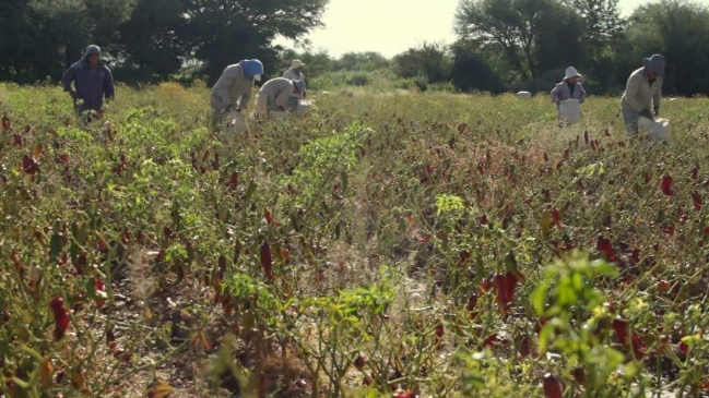 La Araucanía: Agricultores denunciaron extorsión por parte de bandas armadas