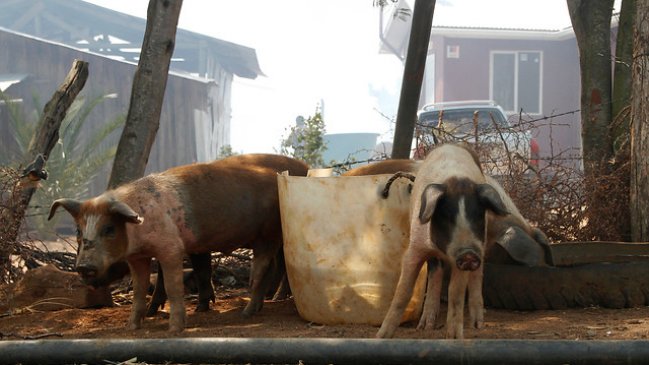 Chanchos mordieron y le provocaron la muerte a agricultor argentino