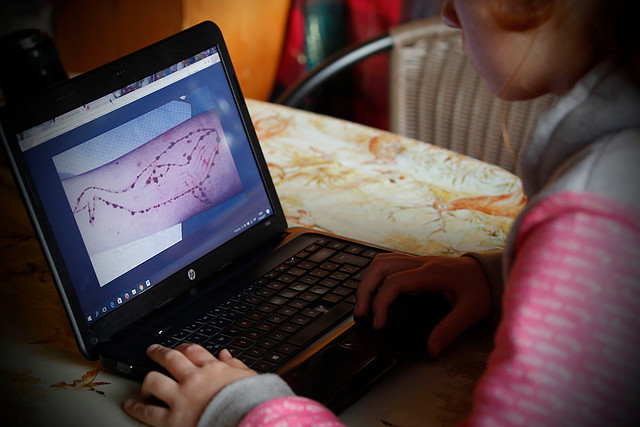 Los proyectos de ley que buscan penar a la 