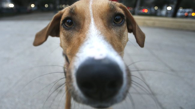 Más de 63 mil personas fueron mordidas por perros en Chile el año pasado
