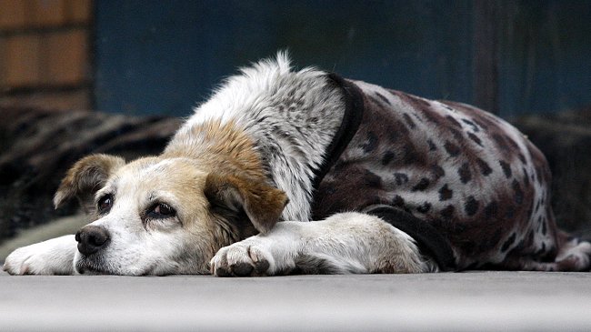 Aprende a cuidar a tu mascota en días lluviosos