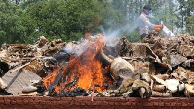 Quemaron cuernos y pieles de animales para protestar contra la caza en Nepal