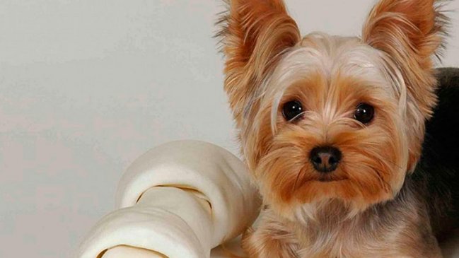 Perrito atacó a serpiente venenosa para salvar a su dueña