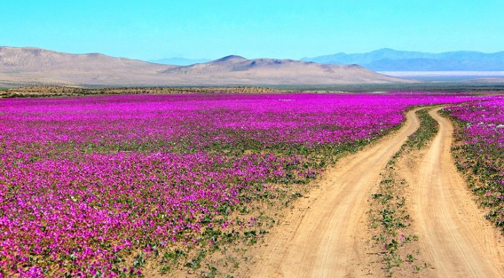 Conaf anticipa que desierto florido será el más espectacular de los últimos 20 años