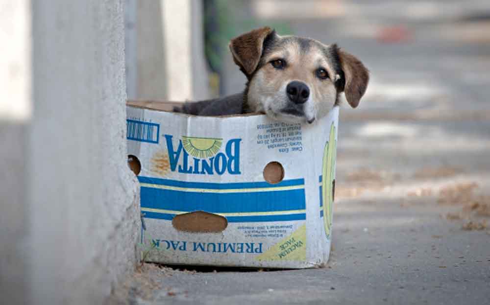 Hombre que mutiló y mató perros en Viña del Mar quedó libre