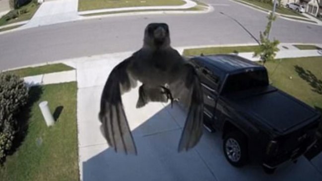 El curioso efecto de un pájaro que vuela sin aletear