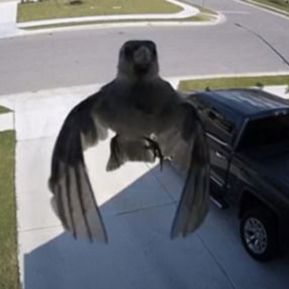 El curioso efecto de un pájaro que vuela sin aletear