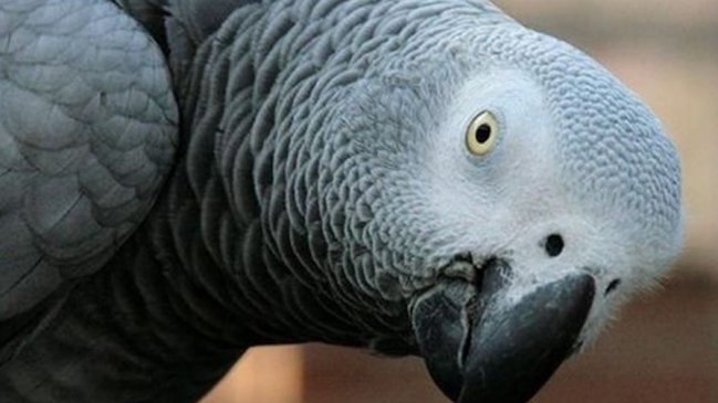 Loro gris fue el testigo clave de un crimen en EE.UU.