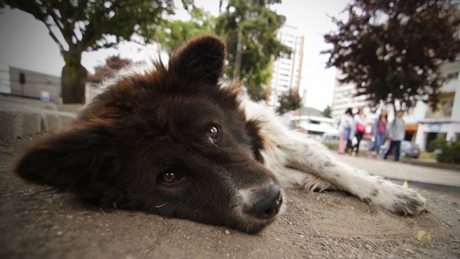 ProAnimal destacó que 