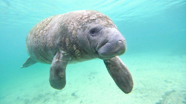 Murió Snooty, el manatí más longevo en cautiverio