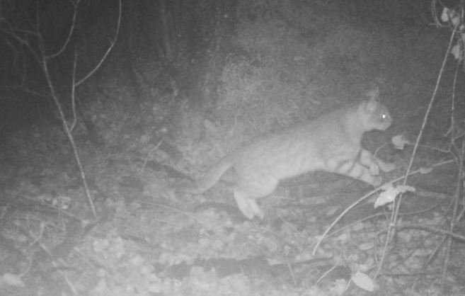 Conaf descubrió a un gato Colo Colo en el Parque La Campana