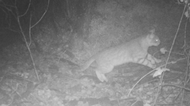 Conaf descubrió a un gato Colo Colo en el Parque La Campana