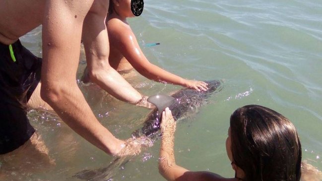 Cría de delfín murió por el acoso de seres humanos