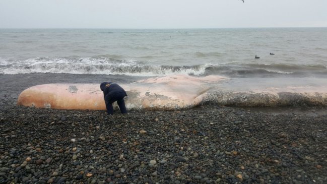 Cachalote de 18 metros de longitud varó en playa de la Región del Maule