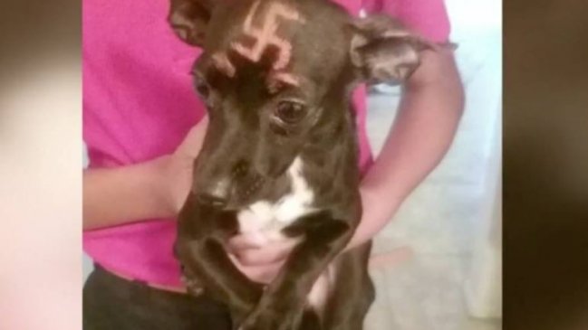 Pintan una suástica en la cabeza de un perro en EE.UU.