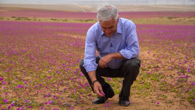 Experto advirtió de los riesgos que implica pisar el desierto florido