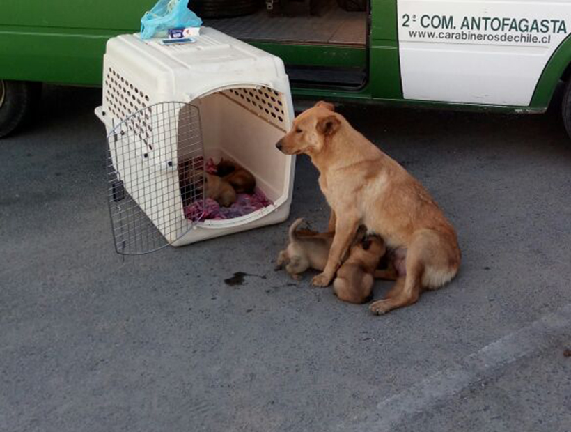 El tierno final de la historia de una perrita que había perdido a sus cachorros