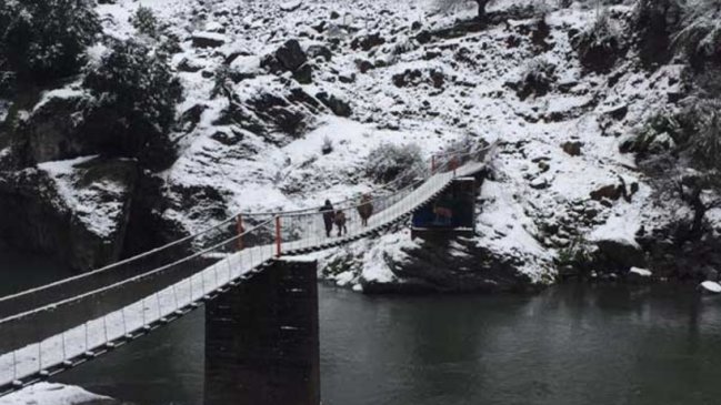 Cerca de 18 mil cabezas de ganado afectadas por nevadas en la Región del Biobío